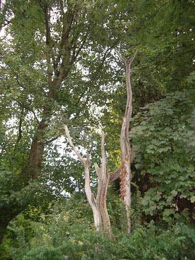 IMGP0088--Thomas_Moore_tree