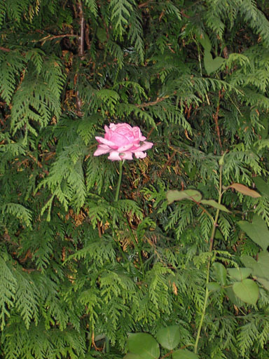 IMGP0104--flower_peeking
